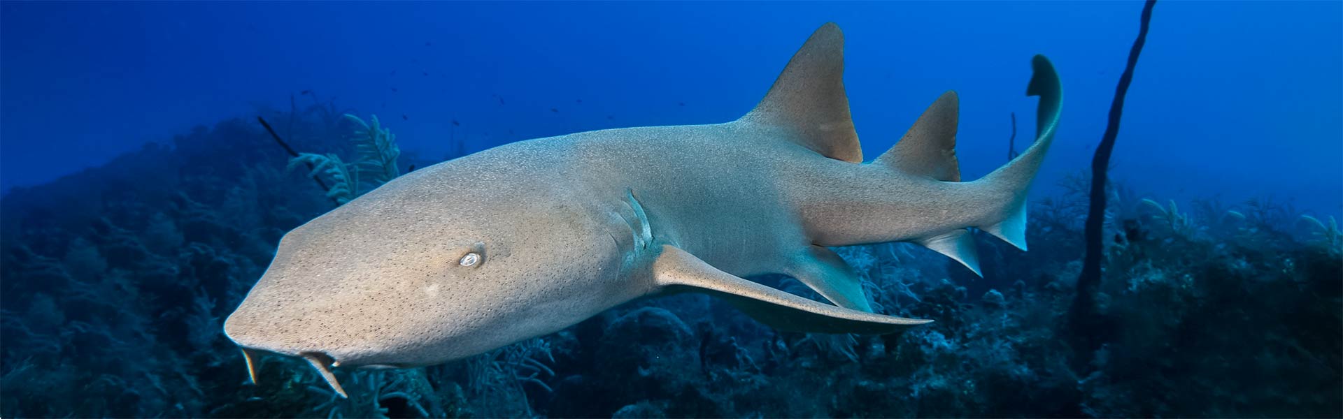 Tawny Nurse Sharks: Delving into the World of These Gentle Ocean Dwellers